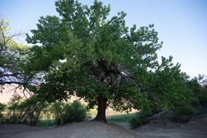 Large cottonwood standing on the sandy rise above the Green River at Mineral Bottom, tamarisk and river behind.