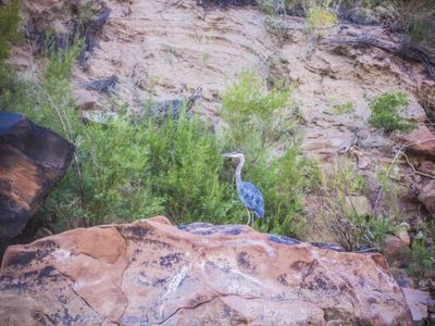A great blue heron stands on a varnished red sandstone boulder in front of green tamarisk below an eroded dirt bank in Cataract Canyon.