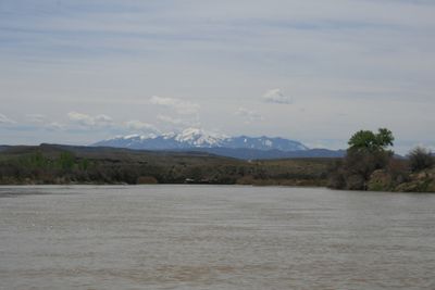 A wide muddy river running toward low desert benches with a snow-covered mountain range on the far horizon, a single leafed-out cottonwood on the right bank and a bird skimming low over the water.