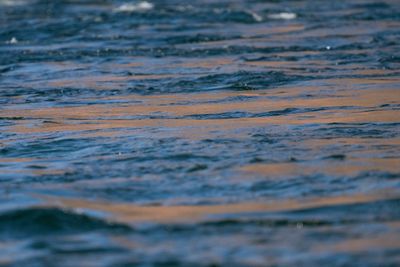 Glen Canyon Tailwaters