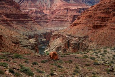 Seen from a scrub-covered bench with a lone red boulder, the Colorado River bends through a narrow gray gorge beneath tiers of red canyon walls.