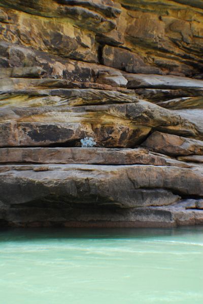 A small pale-blue shrub grows from a crack in stacked brown rock ledges just above pale green water.