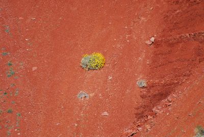 A single flowering shrub with silvery leaves and yellow blooms grows on a bare slope of red rock rubble.
