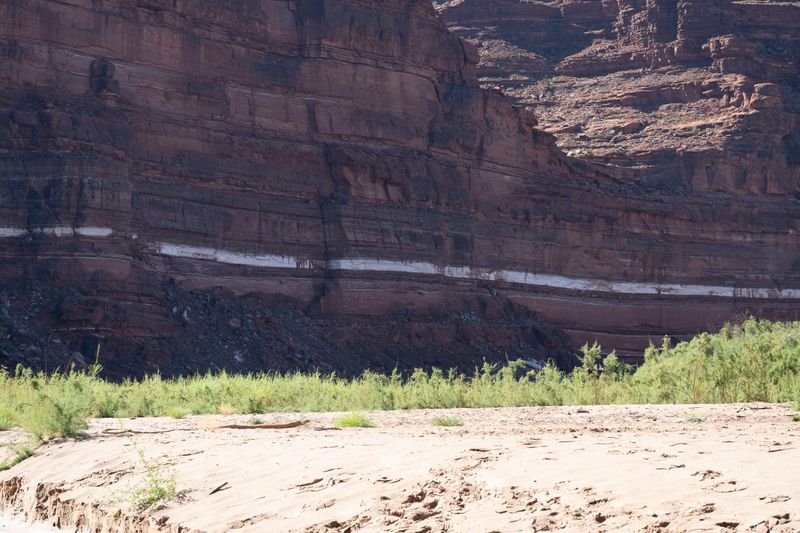 A thin bright white band runs horizontally through a dark red layered sandstone wall above a talus slope, with green riparian shrubs and a footprinted sand beach in the foreground.