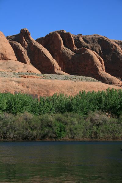 Rounded red slickrock domes rising above a bright green band of cottonwoods and dense riverbank brush along the Colorado River in the Portal section.