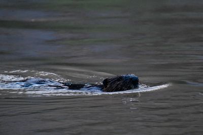 A beaver swims across smooth gray-green river water in low light in Westwater Canyon, its wet head raised and a rippling wake trailing behind.