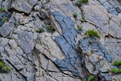 Close-up of a fractured grey and black metamorphic rock face in Westwater Canyon's inner gorge, with small green shrubs growing from the cracks.
