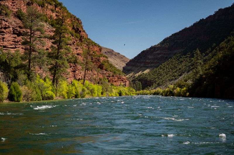 Looking downstream at choppy whitecaps on a wide green flow, banks lined with bright spring cottonwoods below red cliffs