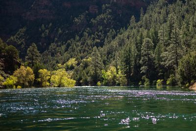 Sunlit chartreuse cottonwoods and shadowed conifer slopes above sparkling green water on the Green River's A Section.