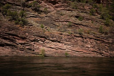 Tilted, thinly bedded red rock wall streaked with orange lichen rising straight from dark green water, with junipers and pines rooted on its ledges in Red Canyon.