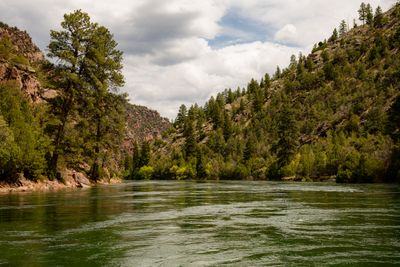 Wide green flow of the Green River's A Section bordered by a tall ponderosa pine, red rock outcrops, and pine-covered slopes under bright broken clouds.
