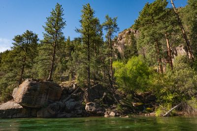 Tall ponderosa pines rising above a giant rounded boulder at the water's edge, with fresh green willows and a red rock outcrop above under a clear blue sky.