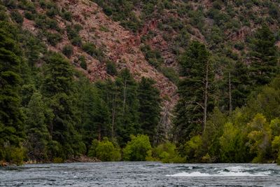 Dark riffled water with a single breaking wave crest below a steep slope of red talus, ponderosa pines, and bright green riverside cottonwoods.
