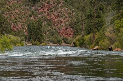 A breaking white wave standing mid-river on a swollen green flow, with a ledgy red rock cliff, ponderosa pines, and fresh green willows lining the banks.