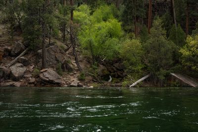 Rocky bank of lichen-covered boulders, ponderosa pines, and fresh green brush, with a small spring trickling between mossy rocks above dark riffled water.