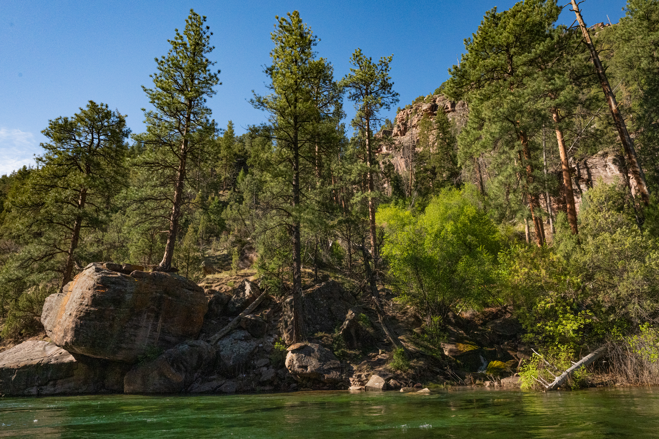 shoreline trees green river a section 1