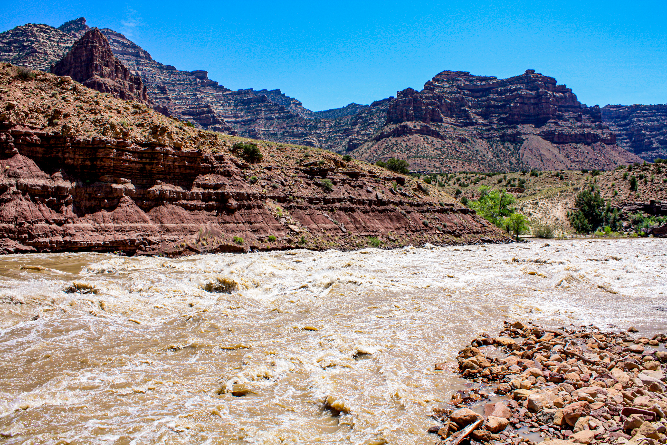 cow swim rapid 4
