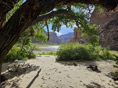 A sandy river camp shaded by a huge arching cottonwood, with a metal picnic table and fire grate on the sand, looking upstream at the Green River and the walls of lower Gray Canyon.