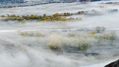 Rows of yellow and pale-green cottonwoods stand in drifting fog on a frost-covered river bottom, with a channel of the Green River glinting between the trees.