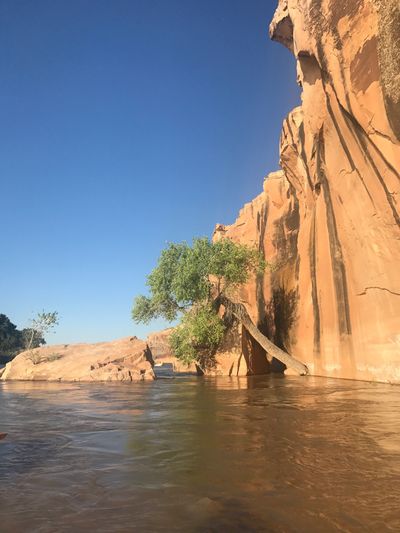 Muddy high water of the Green River lapping at a varnish-streaked sandstone wall in Labyrinth Canyon, with a cottonwood leaning out from the rocks under a deep blue sky.