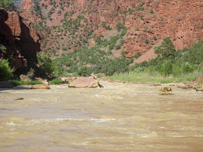 Muddy, riffled water pushes past a large red boulder midstream in Lodore Canyon, below red rock slopes dotted with junipers in bright sun.