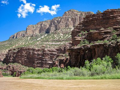 A tiered, layered cliff wall rises above dense green riverside brush along the muddy Green River in Lodore Canyon, with buff upper cliffs and puffy clouds overhead.