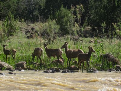 Five bighorn sheep stand in tall green grass at the edge of the silty, riffled Green River in Lodore Canyon, with junipers on the slope behind them.