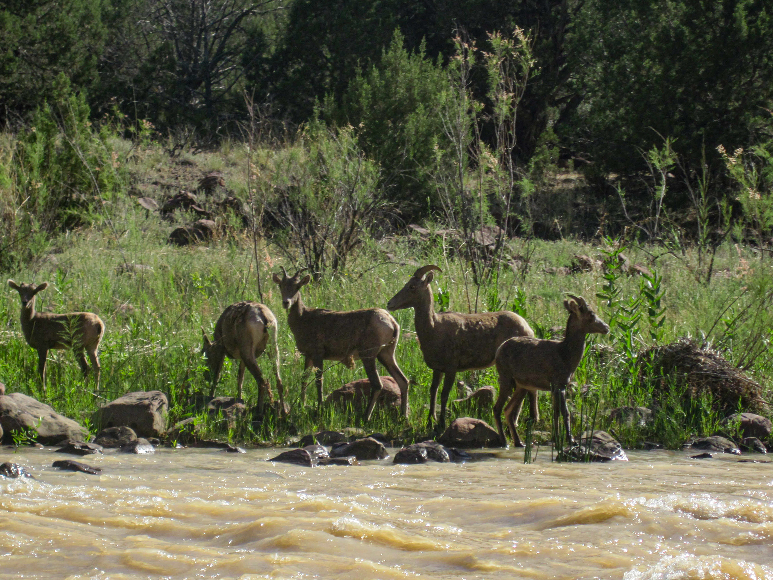 lodore canyon big horn sheep
