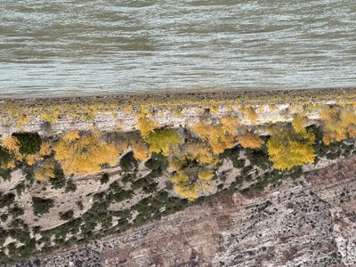 Looking down a rocky juniper slope onto golden cottonwoods lining the bank of the rippled green Green River in Split Mountain Canyon in fall.