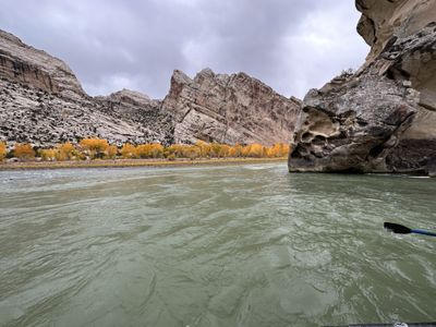 A pocketed boulder wall rises from the green water of the Green River beside a line of yellow cottonwoods, with a tilted fin of Split Mountain behind and a paddle blade at the lower right.