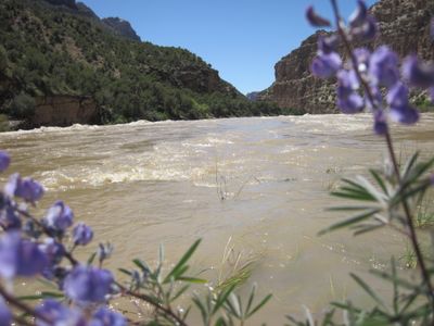 Muddy high water of the Green River spreads into flooded grass near the mouth of Split Mountain Canyon, with purple lupine blooming on the green bank in the foreground.
