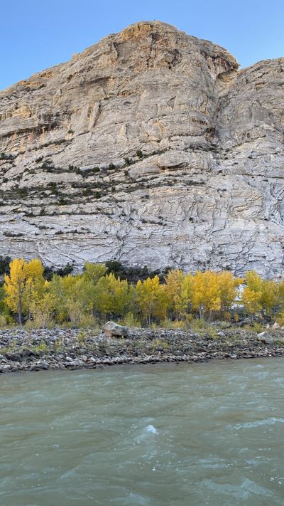 A sheer, cross-fractured face of pale sandstone rises above a band of yellow cottonwoods and a cobble bank on the green water of the Green River in Split Mountain Canyon.