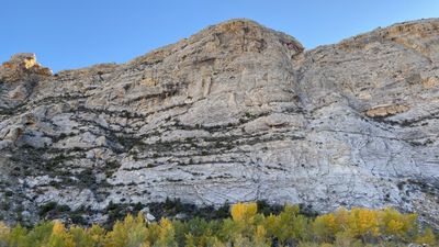 A broad, fractured wall of pale tilted sandstone in Split Mountain Canyon under a blue sky, with a strip of golden cottonwoods and brush at its base.