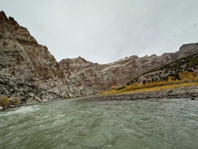 A wide stretch of the green Green River bordered by a cobble bar and a ribbon of yellow cottonwoods, with the tilted striped walls of Split Mountain Canyon under a gray autumn sky.