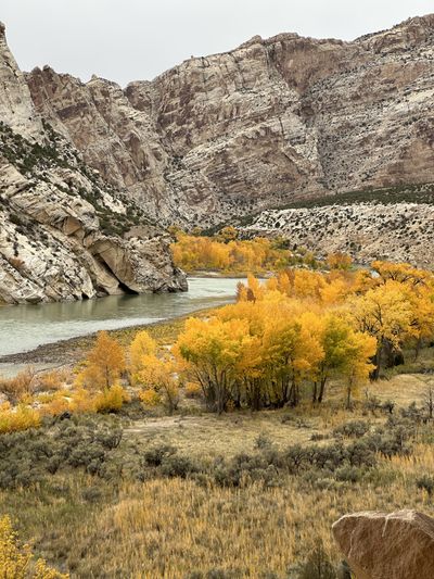 A grove of golden cottonwoods fills the river bottom beneath pale cliffs in Split Mountain Canyon, with a large boulder at the water's edge in the foreground.