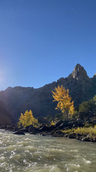 Sunlight flares over the silhouetted rim of Split Mountain Canyon as two backlit golden cottonwoods glow above a bouldered bank and a sparkling riffle.