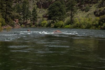 a section at 9800 cfs release
