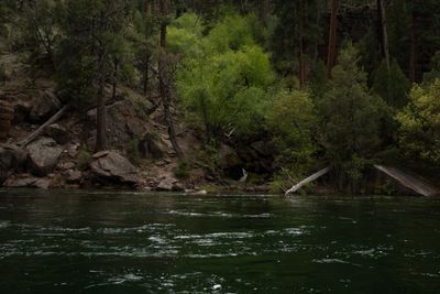 Deep green river sliding past grey boulders and fallen logs below ponderosa pines and spring willows.