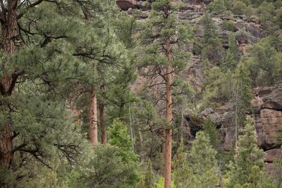 Ponderosa pines crowd the foreground below a rocky red-brown canyon wall scattered with conifers.
