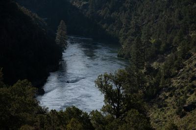 Elevated view down a pine-forested canyon, the river running silver with reflected light.
