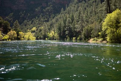 Sunlight sparkles across a wide green river between banks of ponderosa and spring cottonwoods.