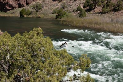 Seen through juniper, a wooden dory drops into a long whitewater rapid below a grassy bank.