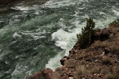 Whitewater breaks along a rocky shore where a lone pine grows from red talus.