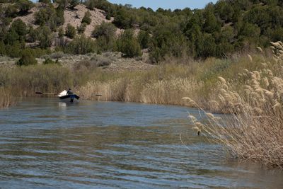 A lone dory rows past a bank of tall dry reeds below a juniper hillside.