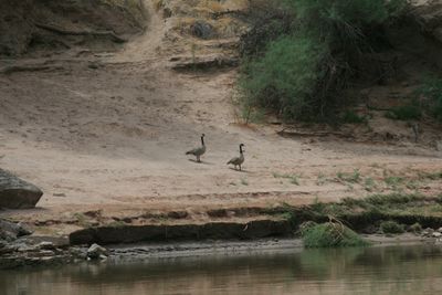 Two Canada geese stand on a sloping sand bank below an eroded cutbank and green tamarisk, with the river and a boulder at the lower edge of the frame.