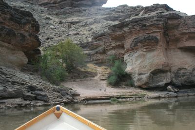 From the bow of a wooden dory, a side canyon opens onto a sandy wash between pale cross-bedded gray sandstone walls, with a green tree at the mouth and two geese standing on the sand.