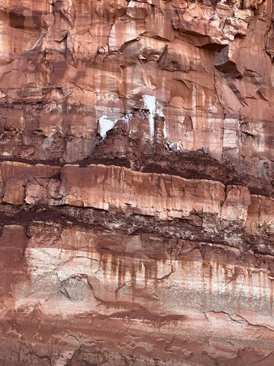 A layered red sandstone wall banded with dark brown mudstone partings, with a bright white-streaked patch of rock and a mass of dried sticks perched on a mid-height ledge.