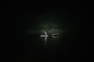 At night a spotlight picks out a heron standing on a pale driftwood log in a dark river, a bare branch beside it and a shadowy riparian bank behind, its reflection on the black water.