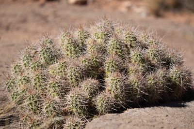 A dense mound of many small spiny green cactus stems sits on pale sandstone in bright sun, the dirt slope behind softly blurred.