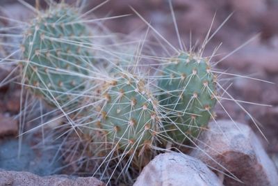 Close-up of blue-green prickly pear cactus pads bristling with long pale spines, nestled among red and pink rocks.